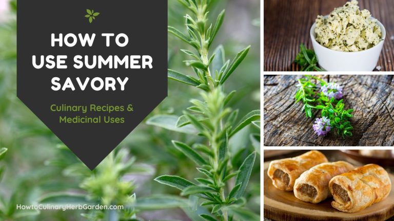 Collage of Summer Savory Uses - Culinary and Medicinal