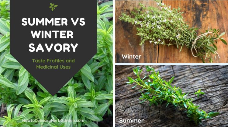 Featured Image Collage - Summer vs Winter Savory