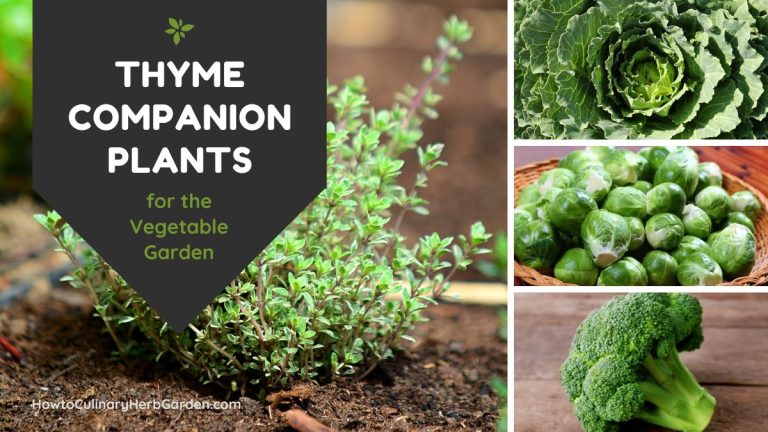 A collage of thyme plus some of its best companion plants such as cabbage, Brussel sprouts and Broccoli - text reads Thyme Companion Plants in the garden