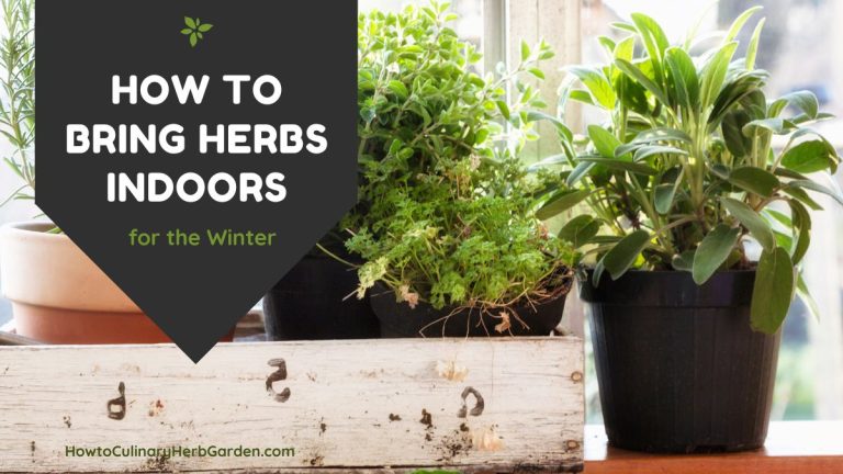herbs in pots next to a window with overlay text "How to Bring Herbs Indoor for the Winter"