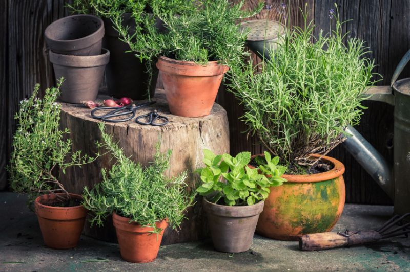 types of herbs to transplant indoors for the winter - thyme, rosemary, mint