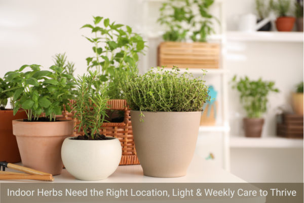 How to Grow Herbs Indoors (Complete Beginner Guide)