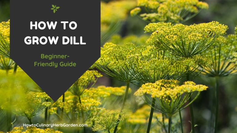 How to Grow Dill - Beginner friendly guide
