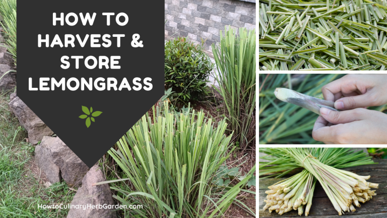 collage of harvesting & storing lemongrass for cooking