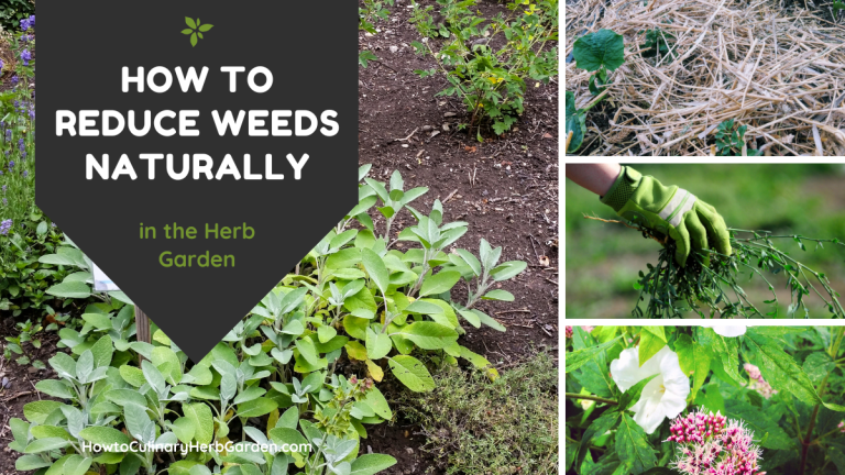 collage of different ways to get rid of weeds in the herb garden