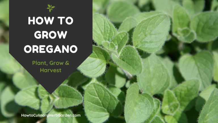 How to grow Oregano - plant, grow & harvest