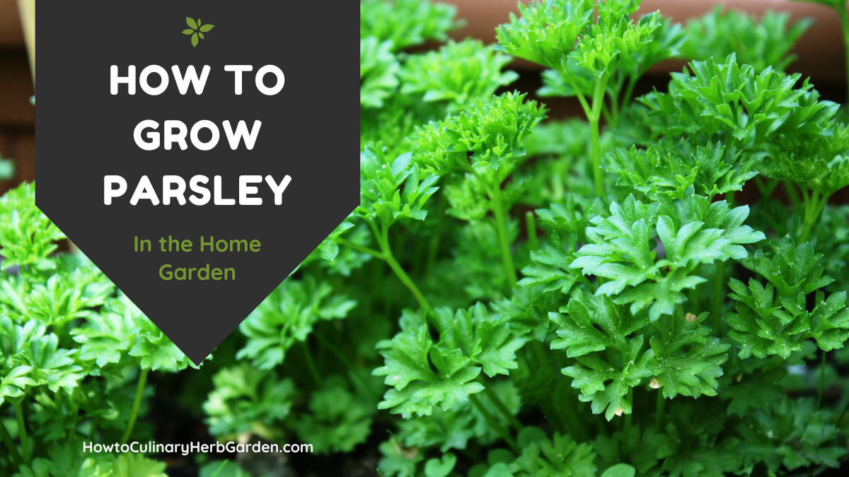How to grow parsley in the home garden