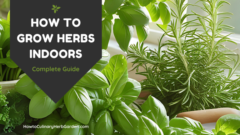 How to grow indoor herbs featured image