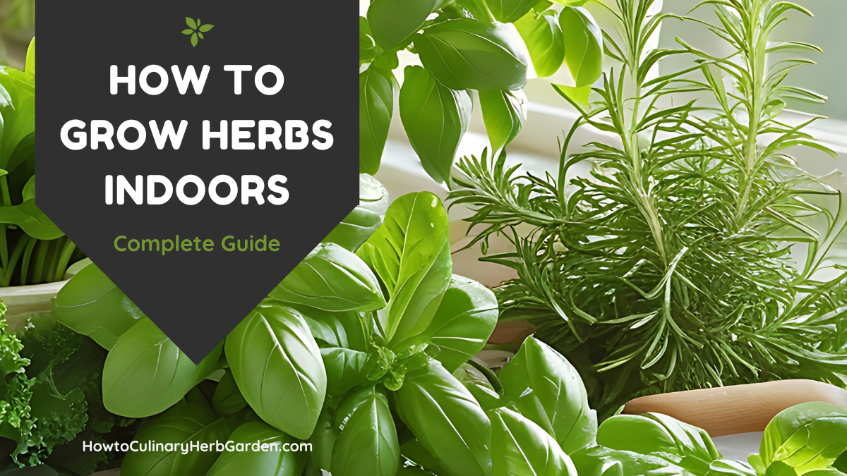 How to grow indoor herbs featured image