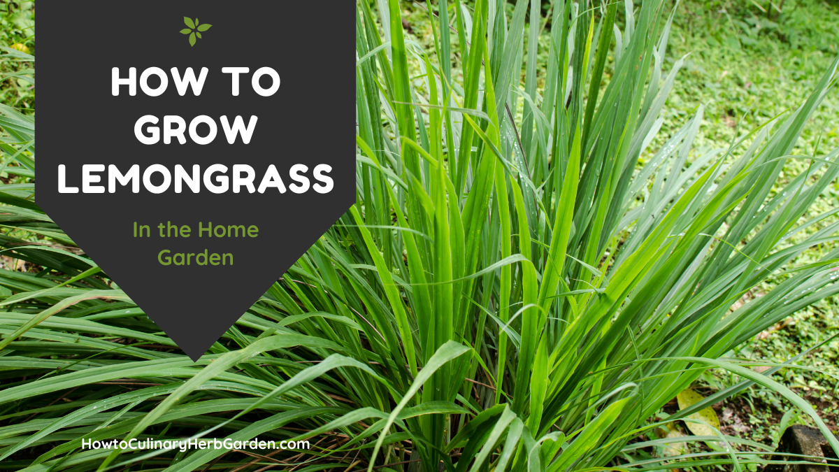 closeup of lemongrass herb growing in the home garden