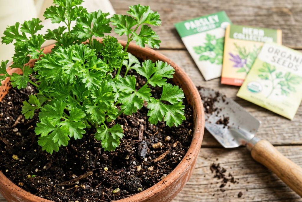 parsley plant growing in terracotta pot with seed packets in the background.