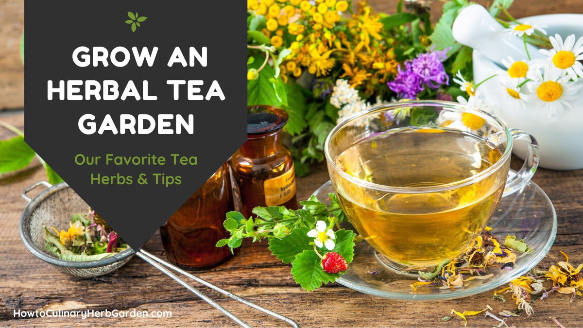 Cup of herbal tea and fresh herbs - overlay: Grow an herbal tea garden