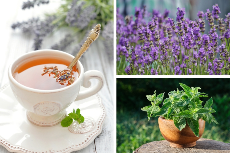 collage of herbal tea with fresh lavender and lemon balm